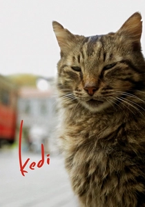 Kedi (2016)