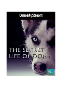 Köpeklerin Sırrı (2013)